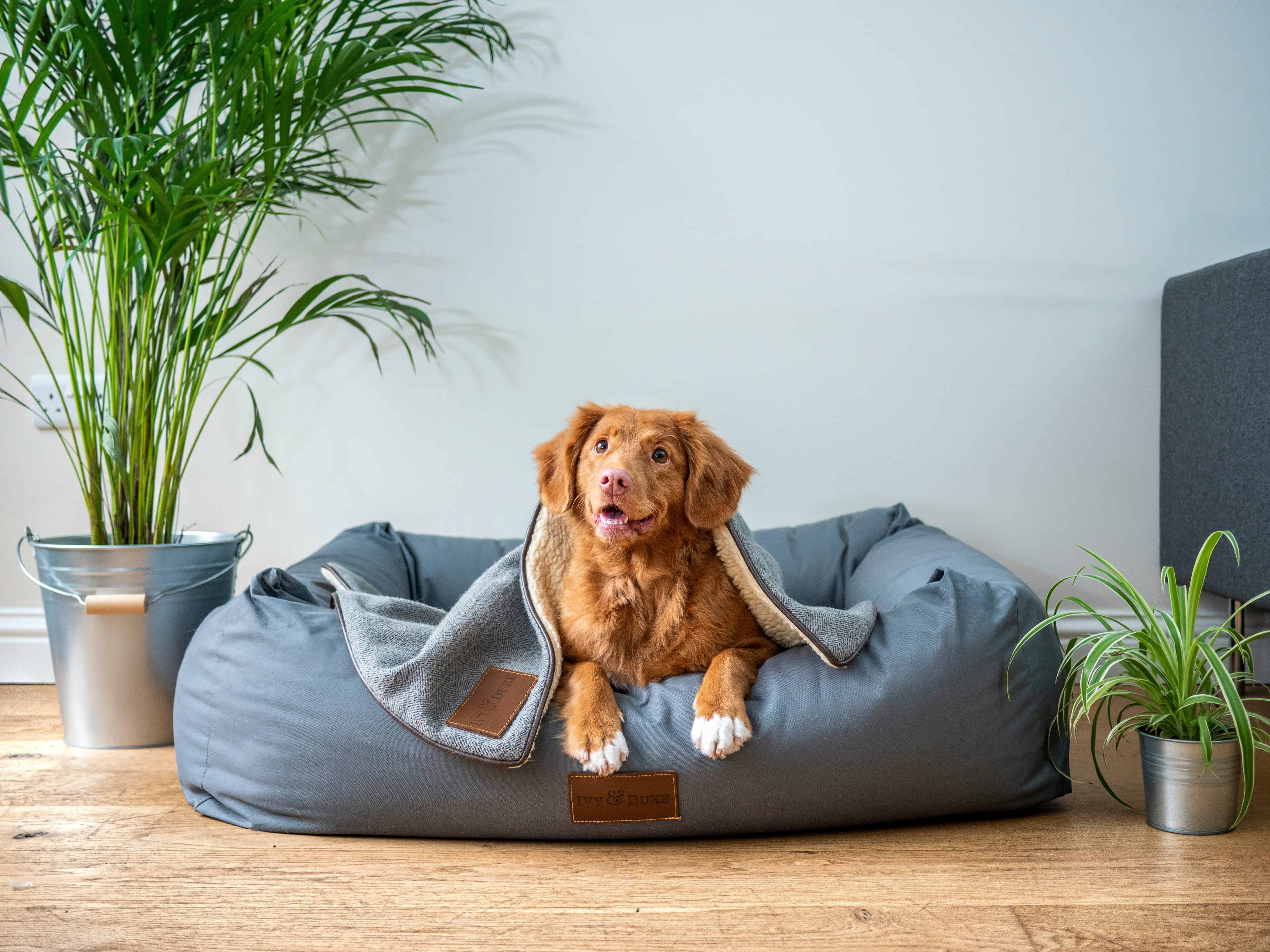Pet Policies in Lantana Condominiums